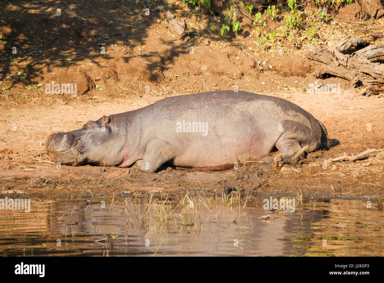 Botswana, Chobe National Park, Game Drive, Safari on the Chobe River, sleeping hippo on the shore Stock Photo