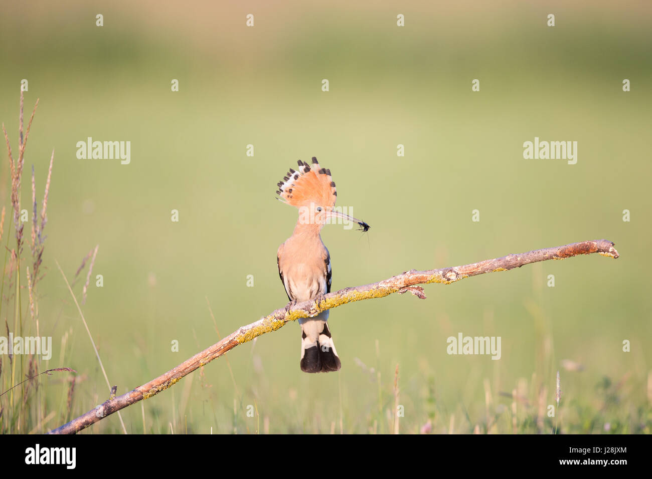 Hoopoe (Upapa epops) perching on a twig holding a Cricket Stock Photo