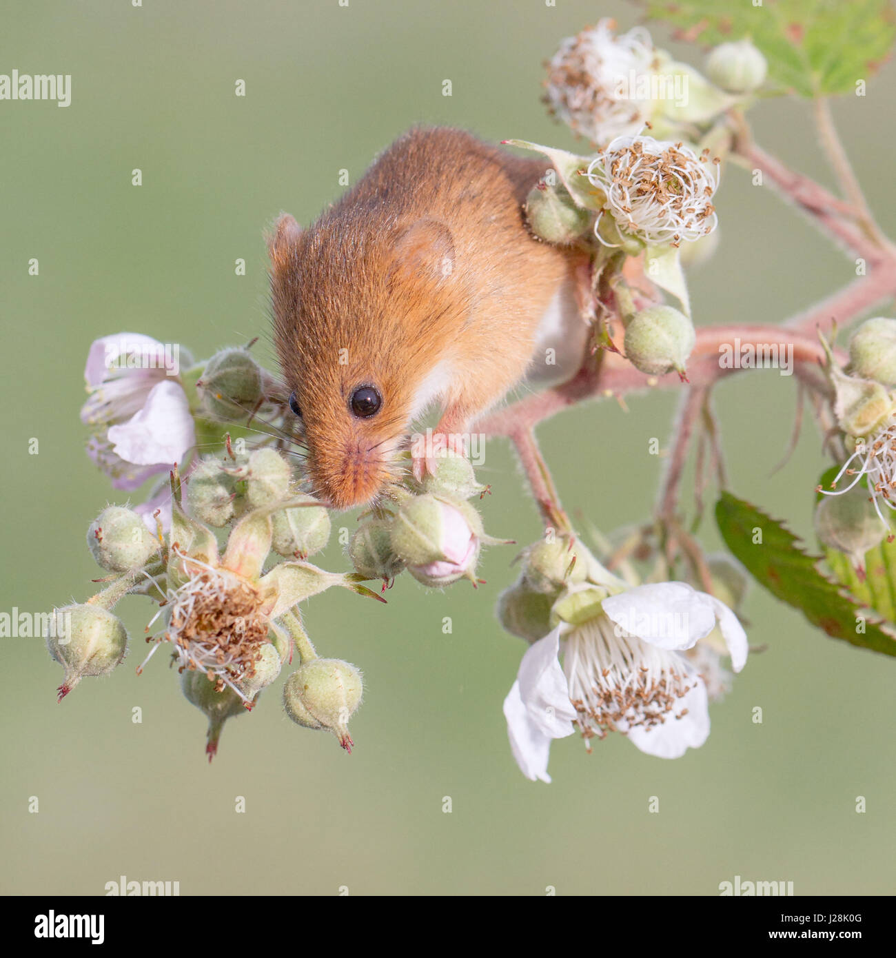 Harvest Mouse (Micromys minutus) feeding on buds Stock Photo