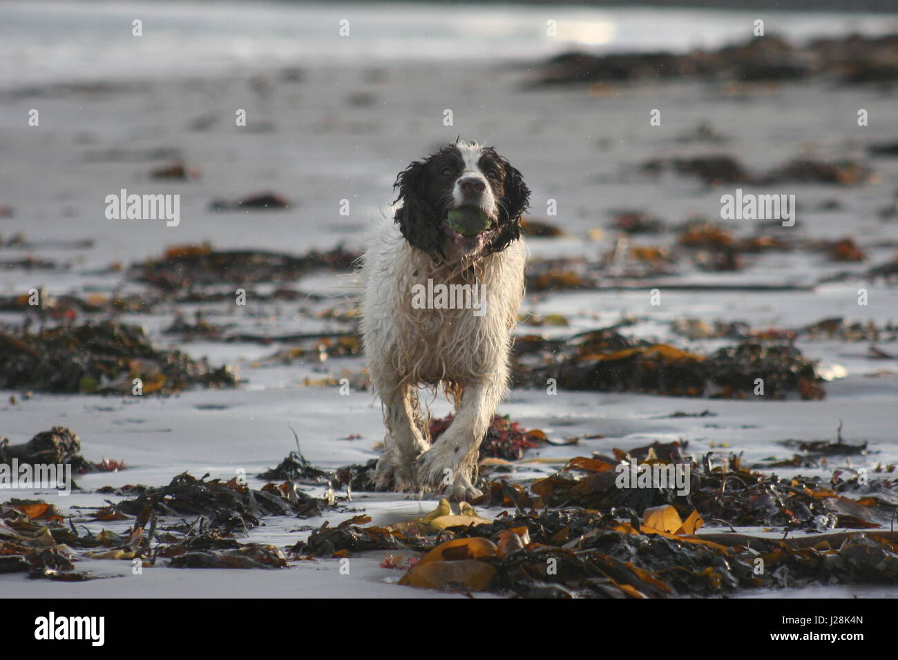 Brown & white English Springer Spaniel Creggy crosses a beach near Millisle Co Down N Ireland UK after recovering a thrown ball Stock Photo