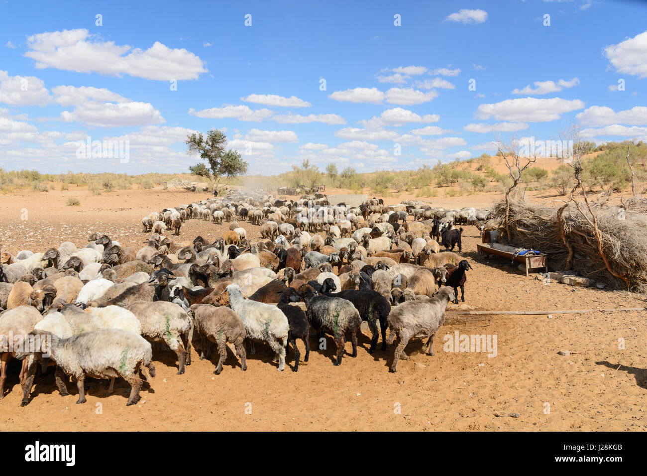 Uzbekistan, Nurota tumani, sheep in the Kizilkum desert Stock Photo - Alamy