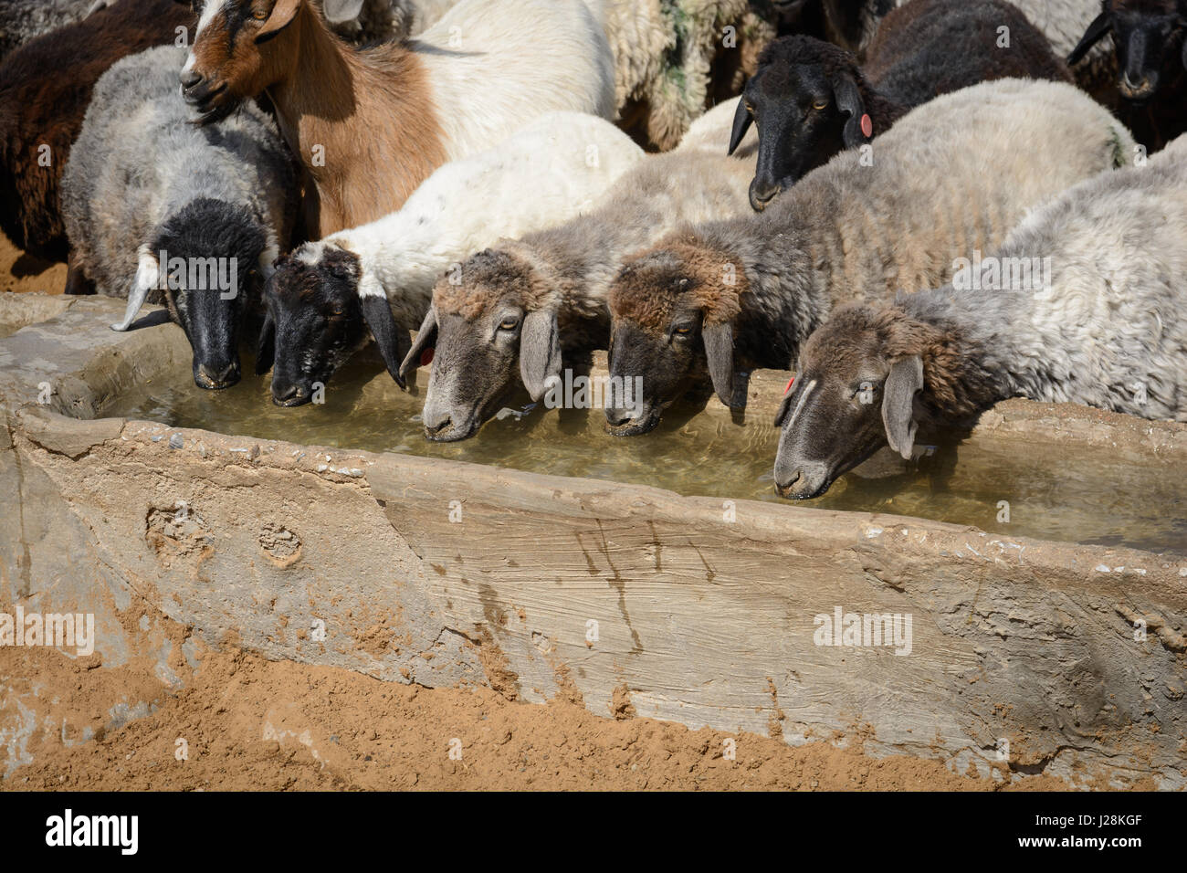 Uzbekistan, Nurota tumani, sheep in the Kizilkum desert Stock Photo - Alamy