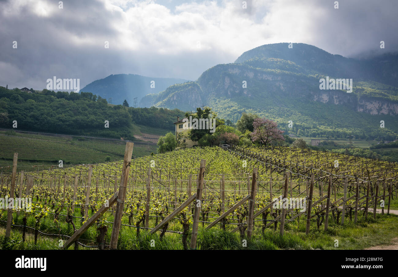 green vineyard landscape in spring time, vineyards rows Stock Photo