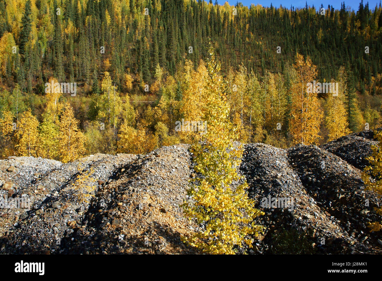 Gravel piles from Gold dredgingand boreal forest, autumn, Bonanza creek. Klondike gold rush, Dawson City,  Yukon Terr. Canada Stock Photo