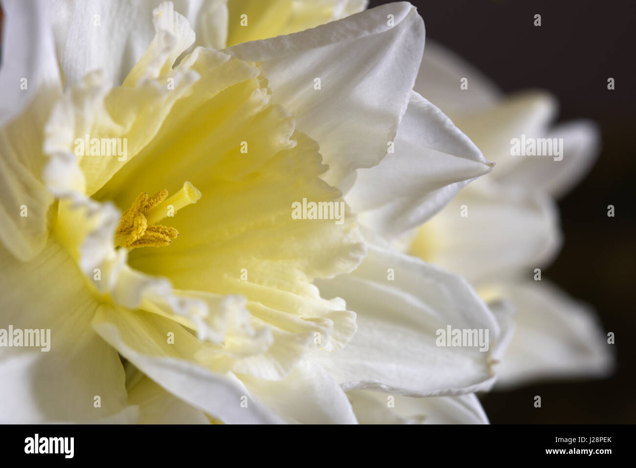 Single white daffodil with yellow trumpet. Stock Photo