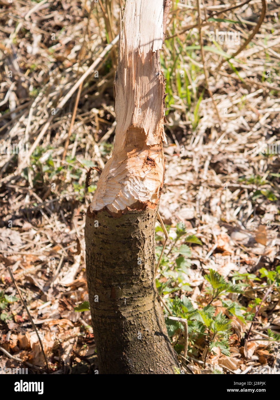 Tree eaten by beaver Stock Photo