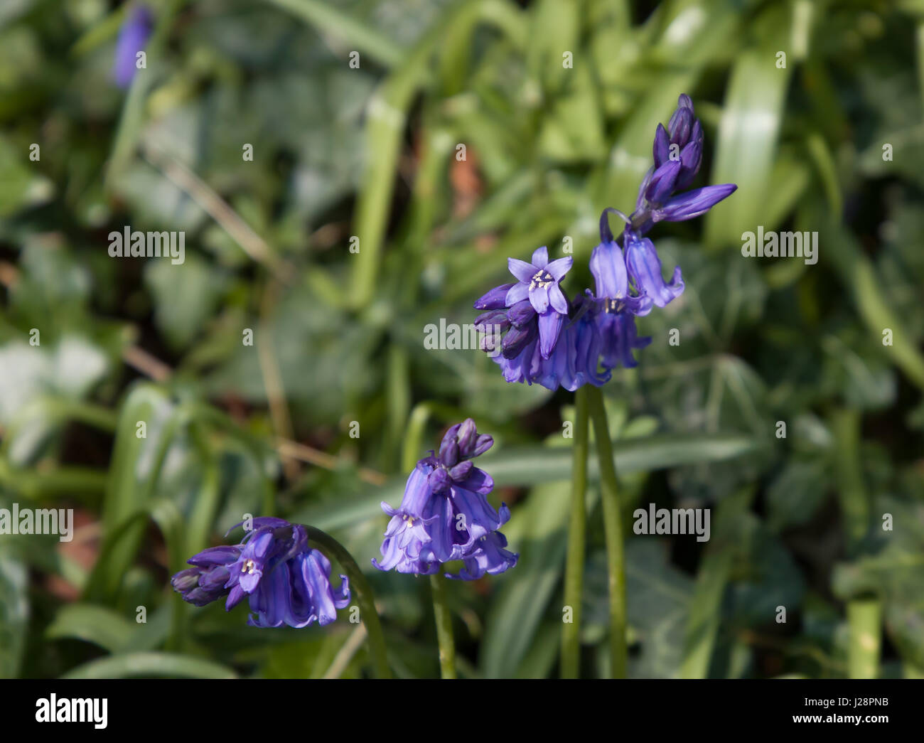 Native English Bluebells in countryside Stock Photo