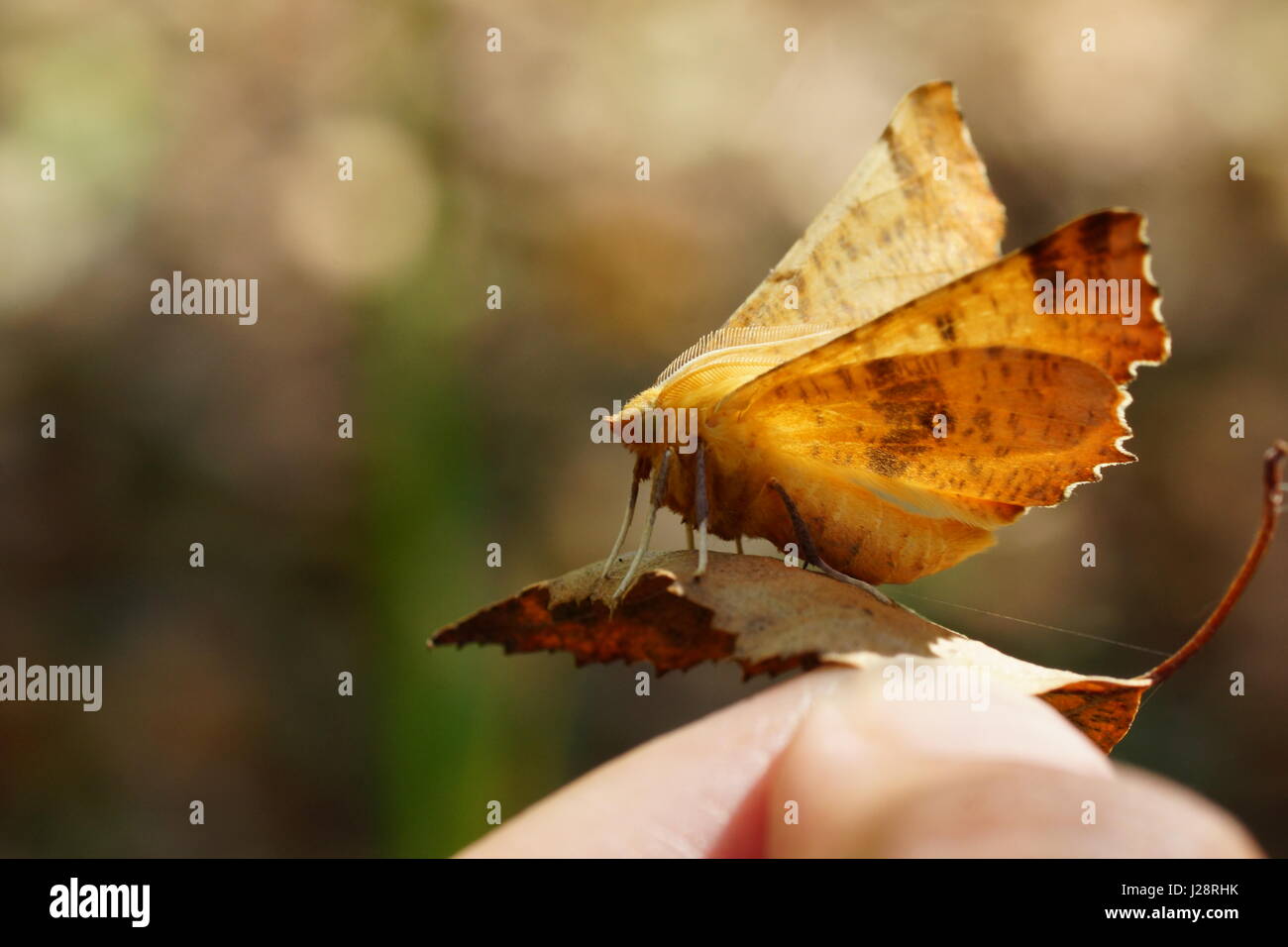 Moth Ennomos autumnaria, the large thorn, Geometridae Stock Photo