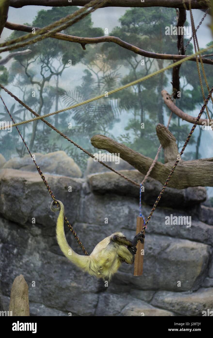 A spider monkey at Como Zoo in St. Paul, Minnesota, USA Stock Photo Alamy