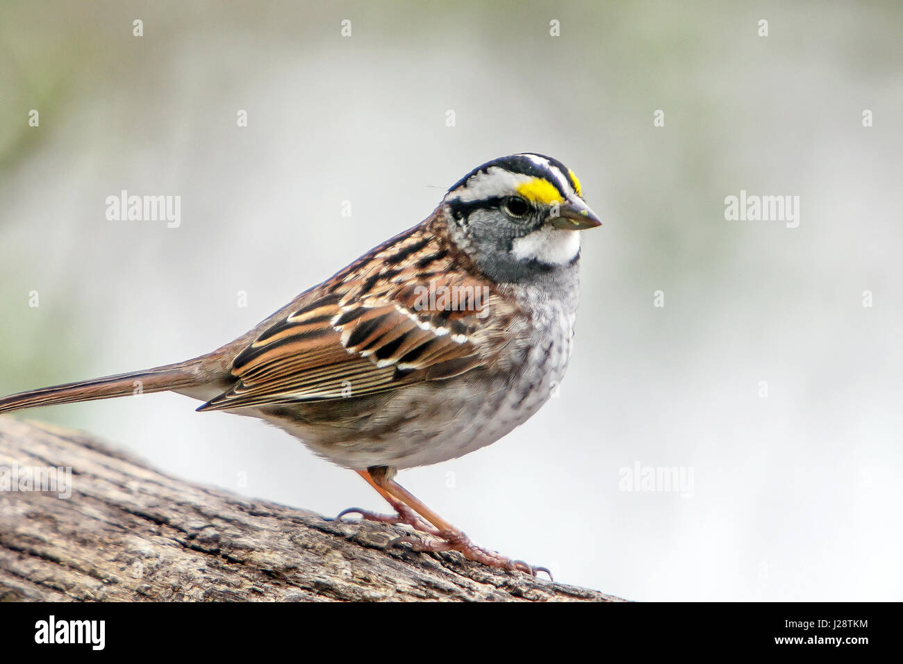 White-throated Sparrow [Zonotrichia albicollis]. Central Park, NYC. Stock Photo