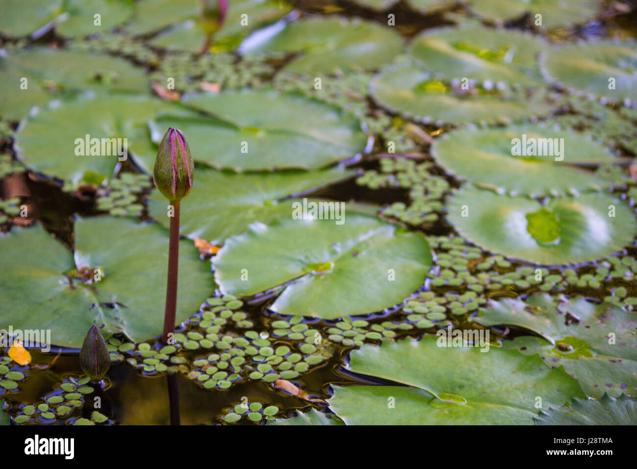 Duckweed and Waterlilies with a flower bud Stock Photo