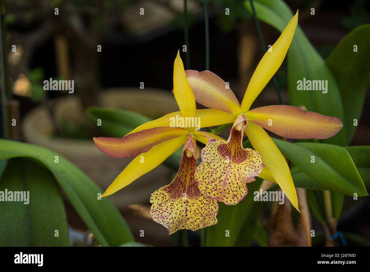 Yellow Laelia Orchid Stock Photo