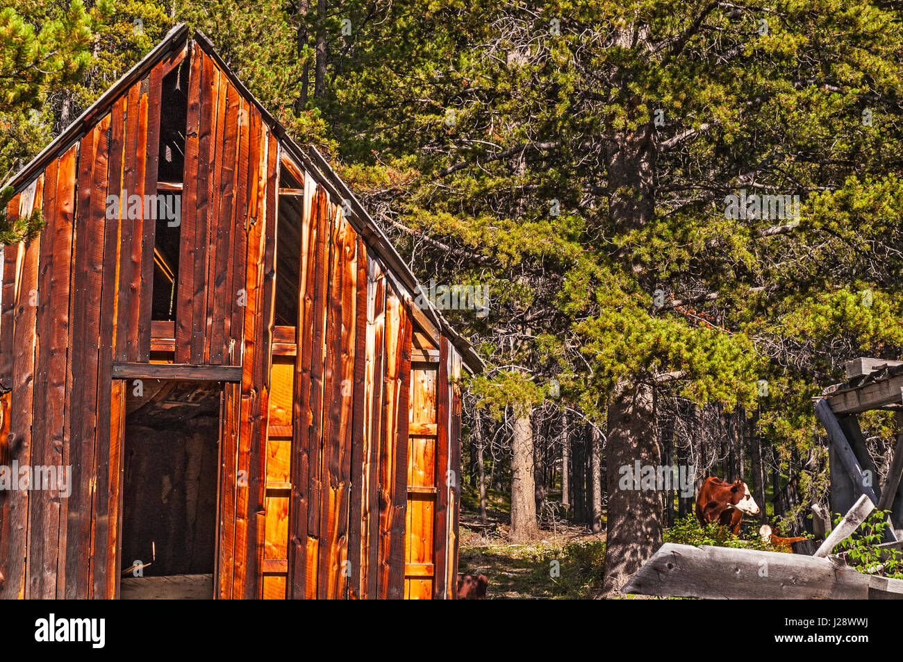 Abandoned Buildings In Woods Stock Photos Abandoned Buildings In