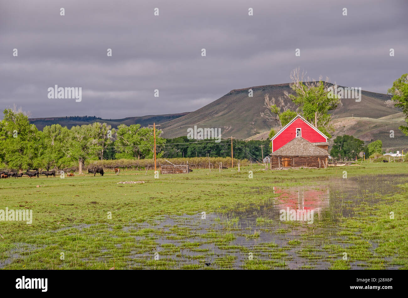 Red barn reflected in a flooded pasture in morning light with cattle in the background and a little black bird in the foreground Stock Photo
