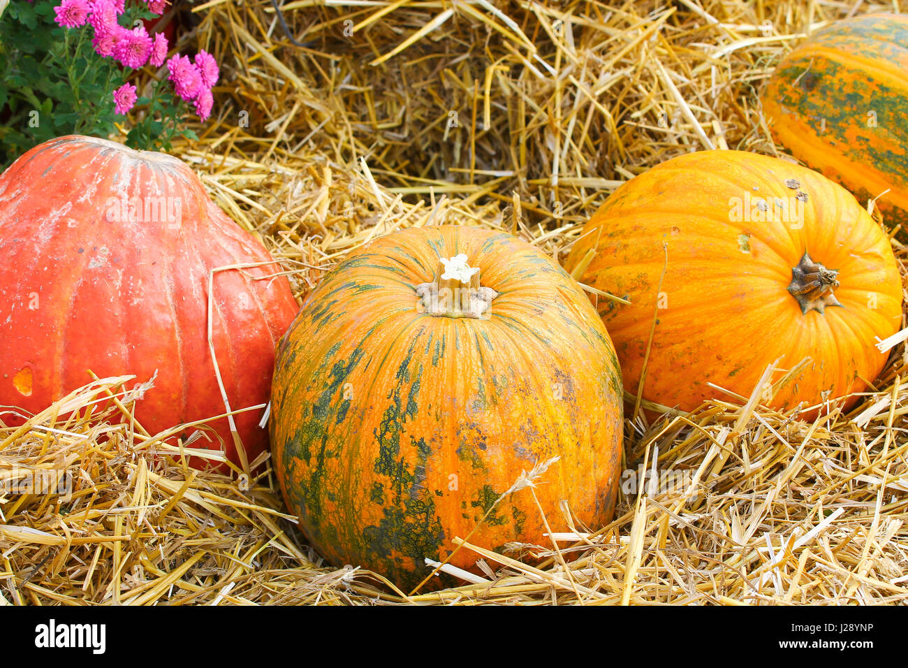 Pumpkin on hay background Stock Photo Alamy