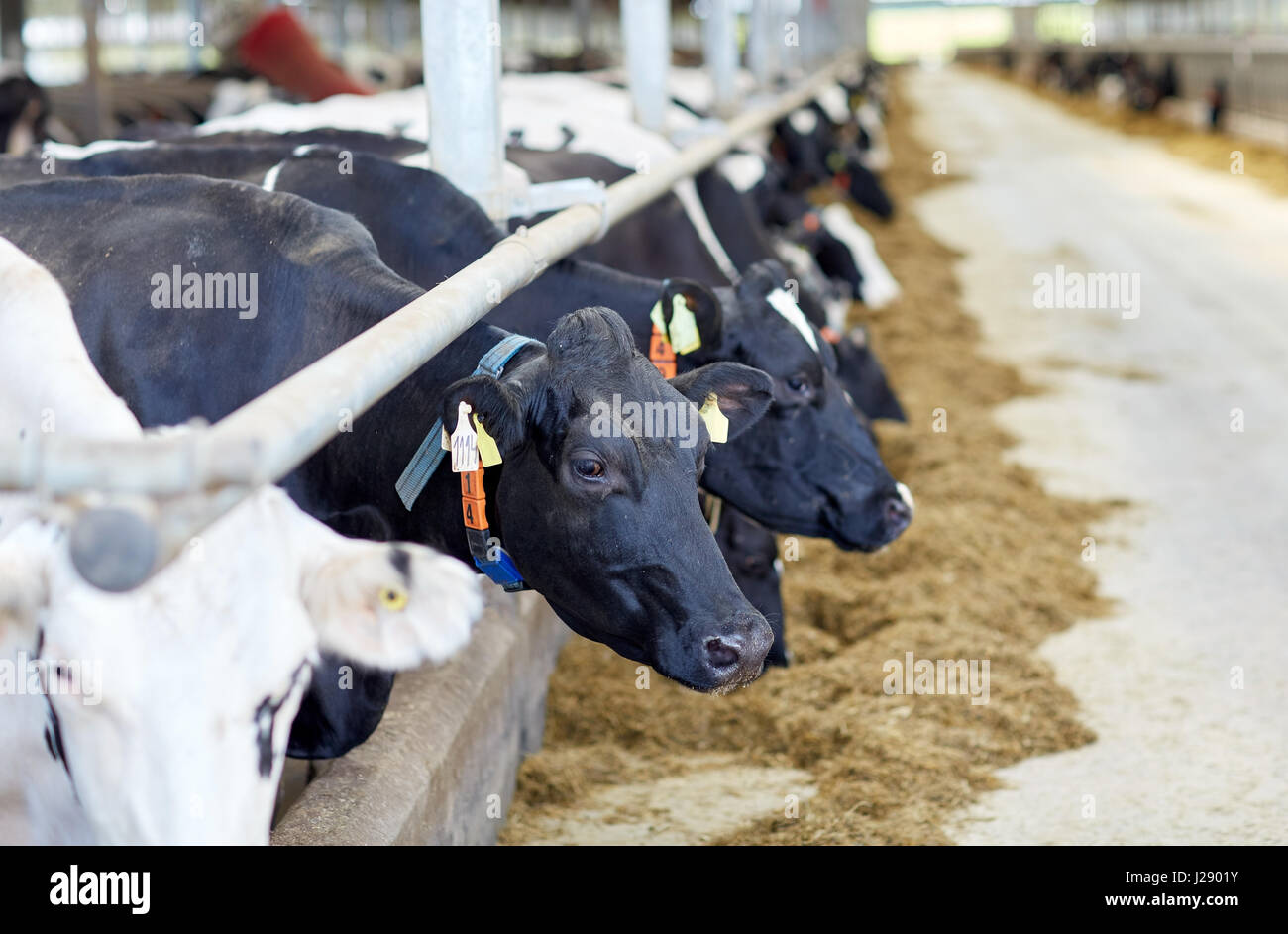 herd of cows in cowshed on dairy farm Stock Photo - Alamy