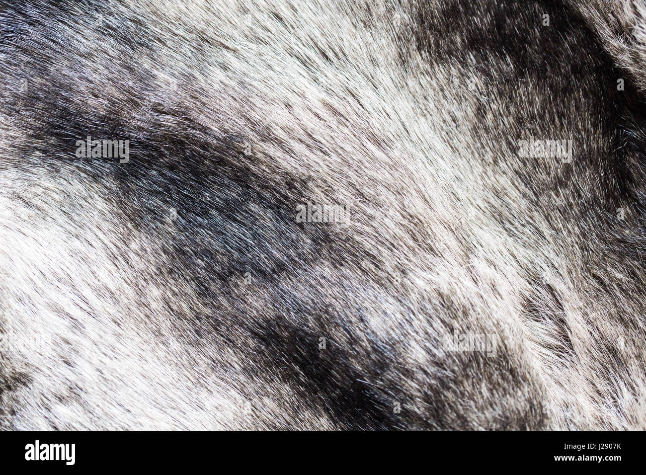 Faux fur texture close hi-res stock photography and images - Alamy
