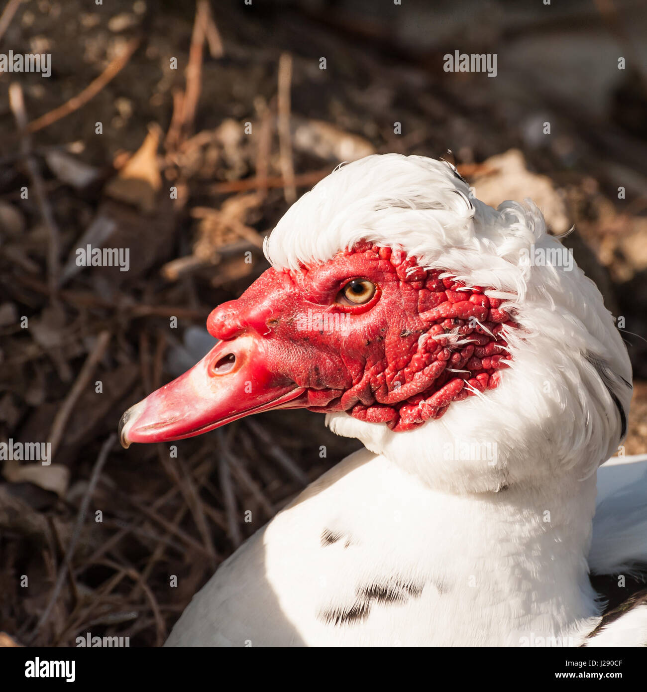 Portrait of Muscovy duck (Cairina moschata). Domestic duck. (Cairina moschata domestica), Stock Photo