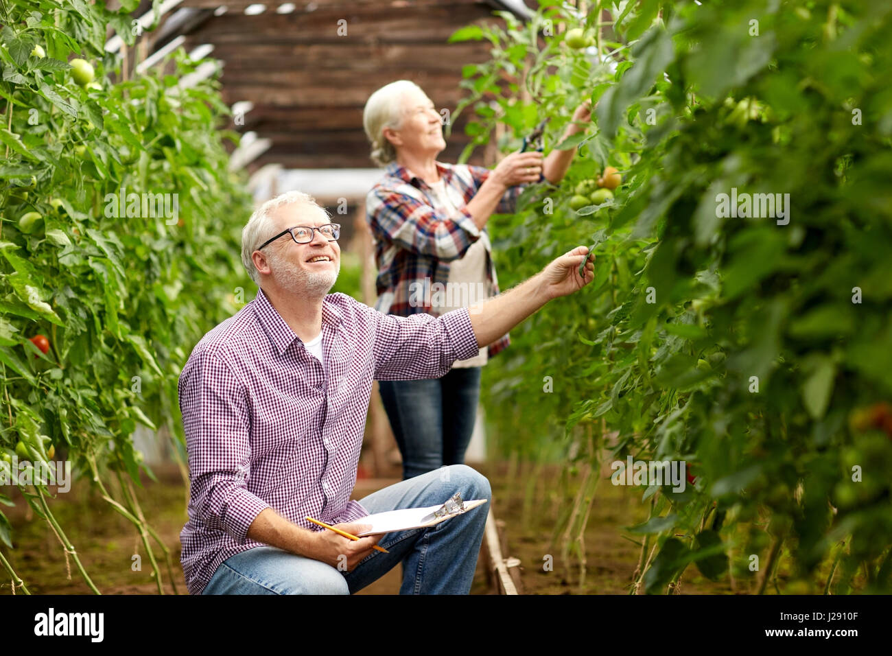 senior couple growing tomatoes at farm greenhouse Stock Photo - Alamy