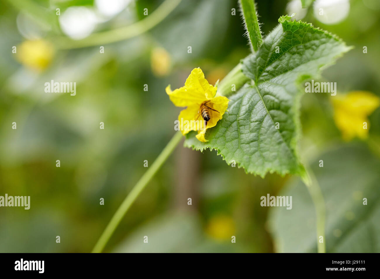 bee pollinating cucumber plant flower at garden Stock Photo Alamy