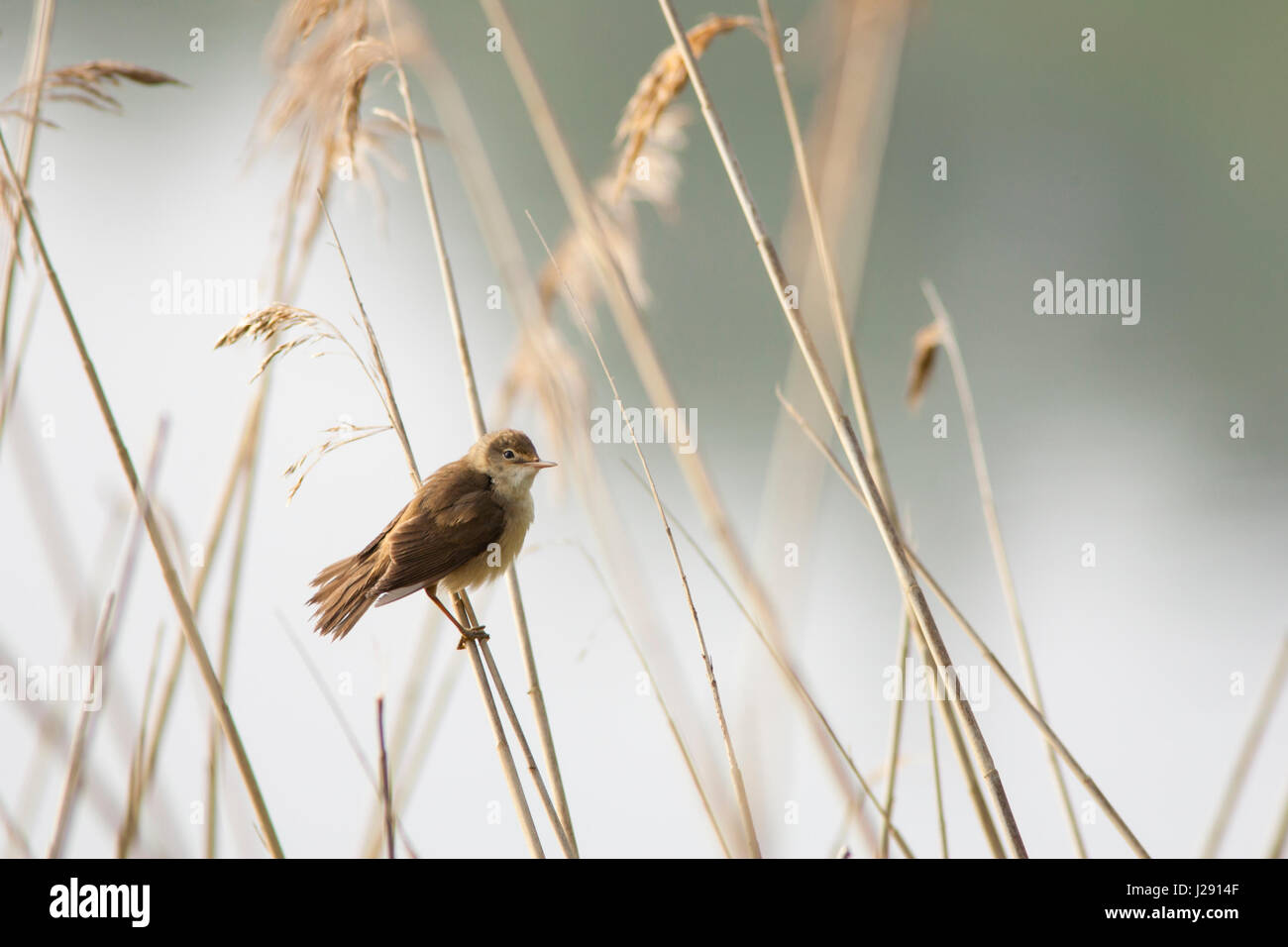 Reed Warbler  adult standing on reed  in reed bed  nr Welshpool, Wales, UK Stock Photo