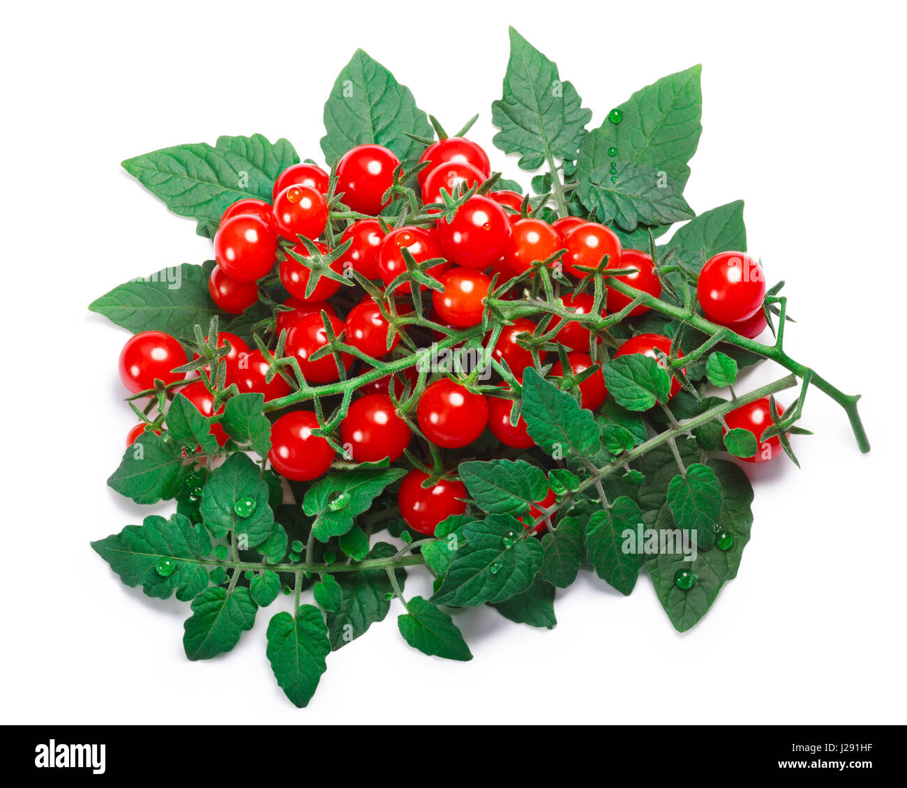 Currant sweet pea tomatoes (Solanum pimpinellifolium) with leaves. Clipping paths, shadow separated, top view Stock Photo