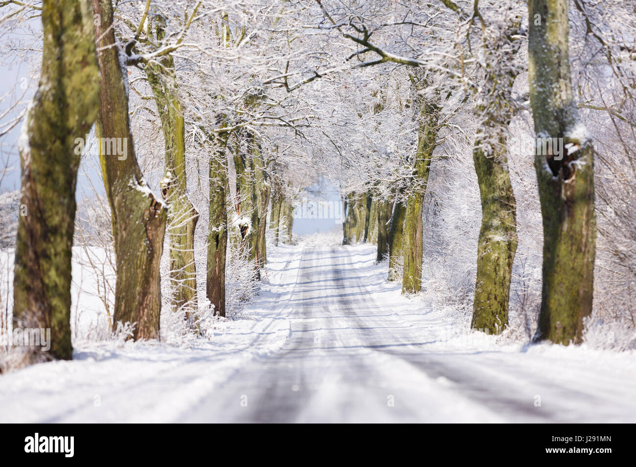 The road in a forest at winter time Stock Photo - Alamy