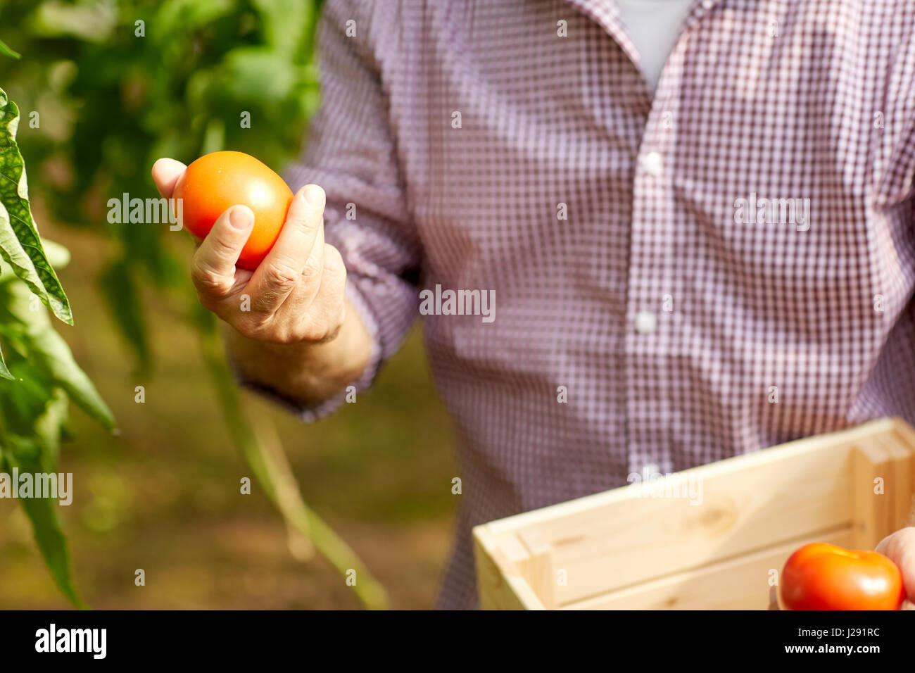 senior man growing tomatoes at farm greenhouse Stock Photo - Alamy
