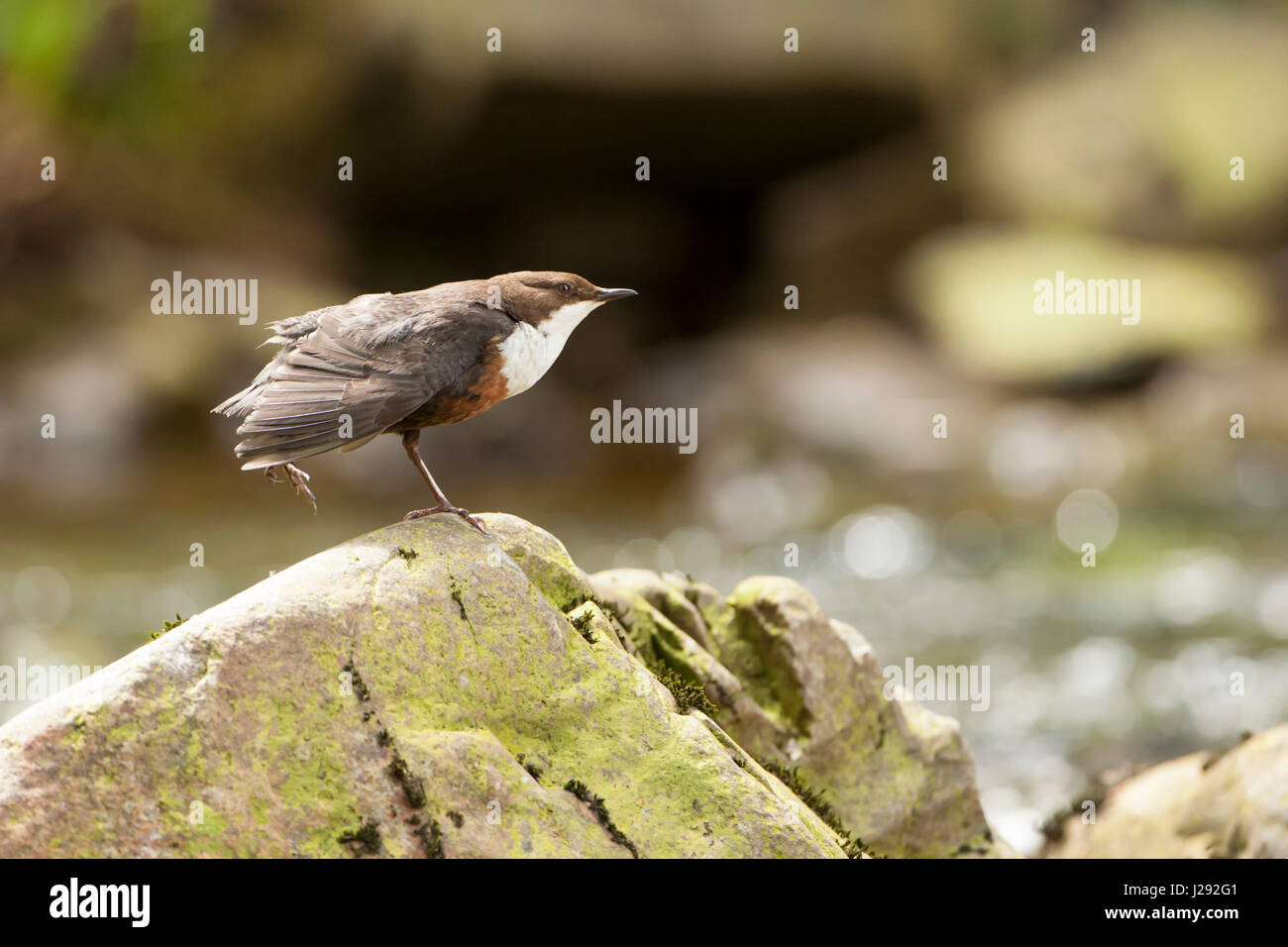 Dipper, adult, standing on rock stretching wing, spring, Lake Vyrnwy, Powys, Wales, UK Stock Photo