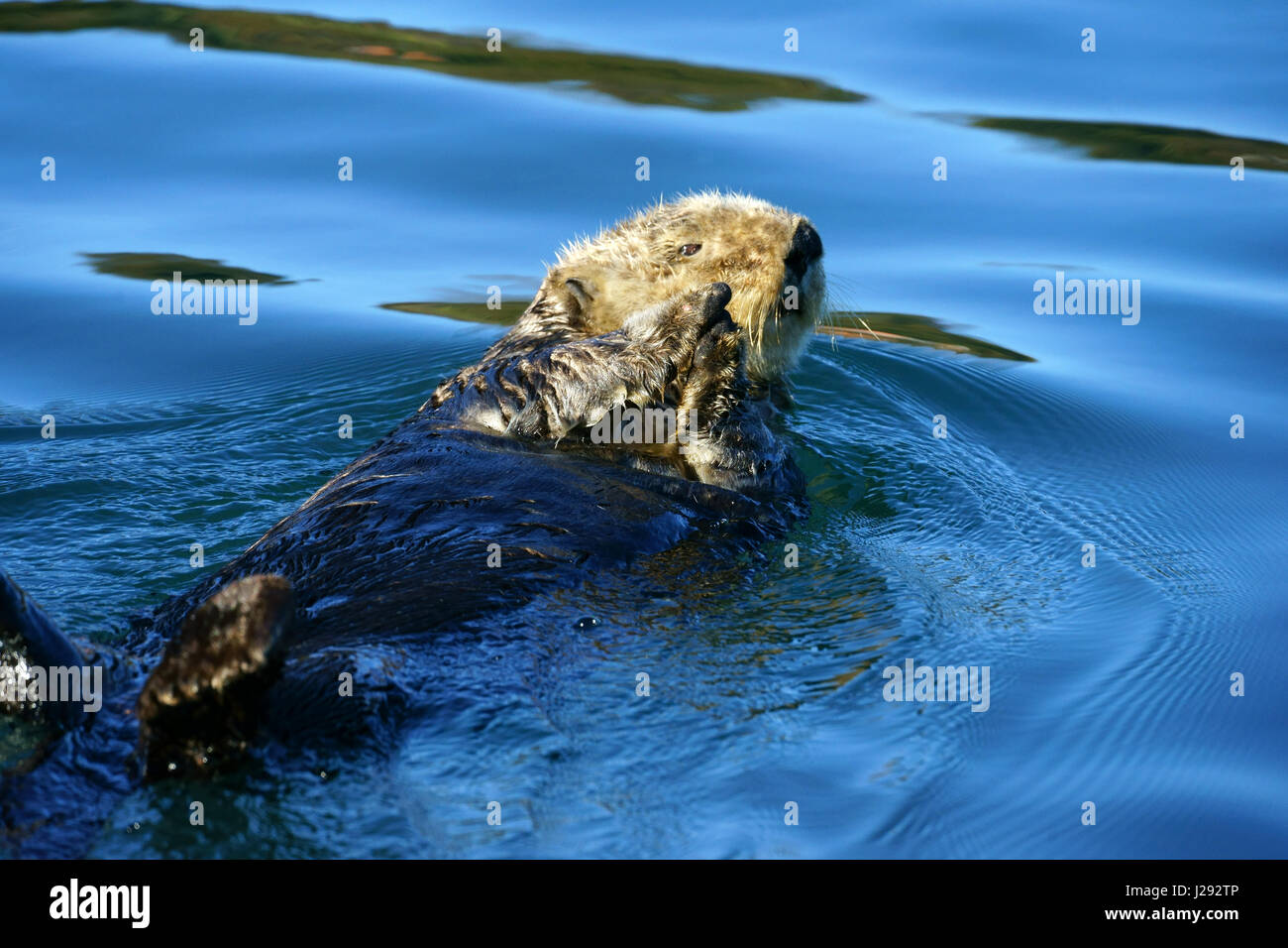 Seaotter Enhydra lutris, swimming on back, hands folded, Kachemak Bay, Aalska Stock Photo