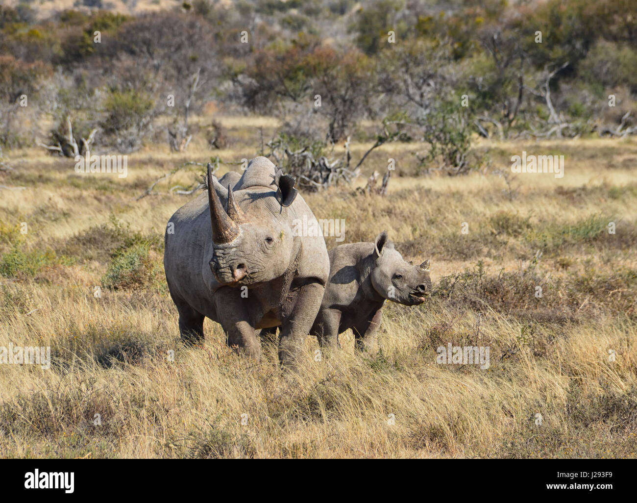 A Black Rhino mother and her 6 month olf calf in Southern African savanna Stock Photo