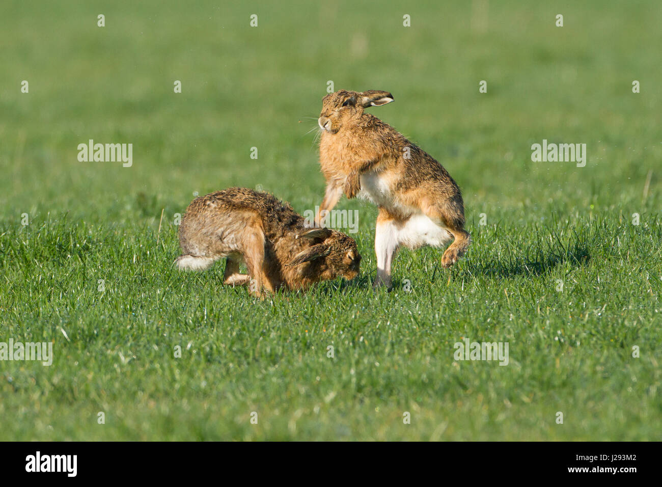 Brown Hare  pair  male and female  boxing in field  spring  Powys, Wales, UK Stock Photo