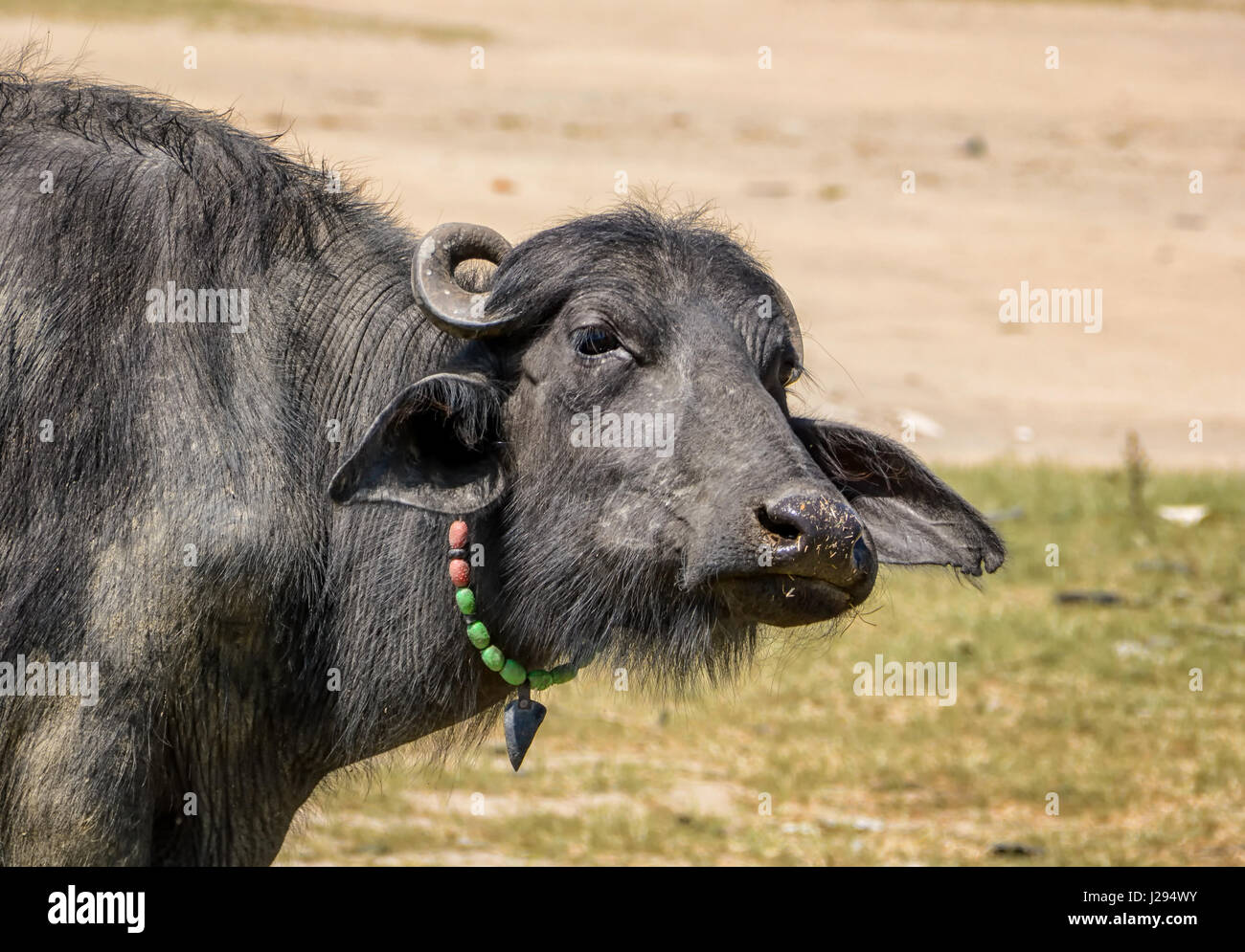 A juvenile street Cow wearing an 