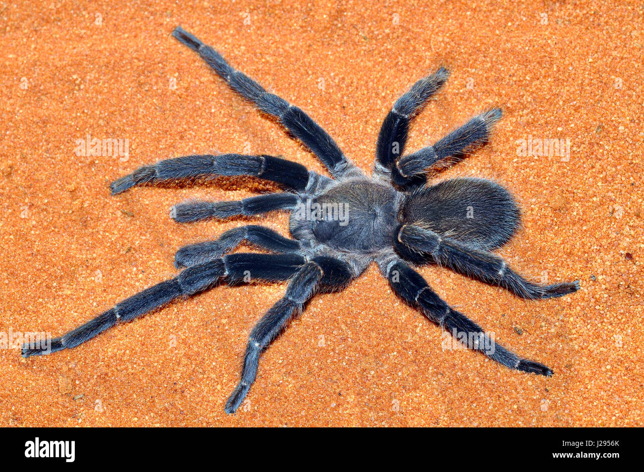 Queensland Whistling or Barking spider (Selenocosmia crassipes) Adult male Stock Photo