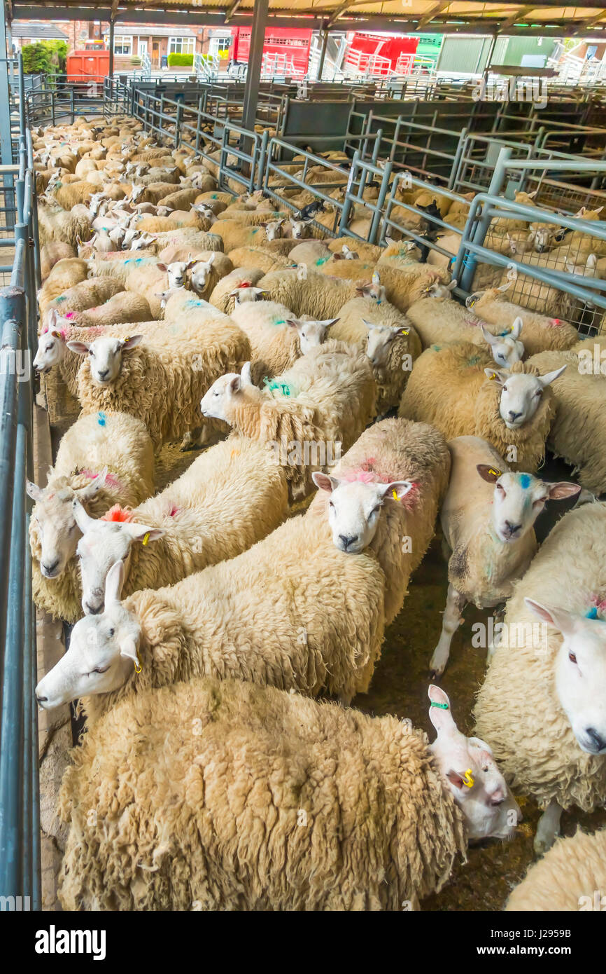 Sheep in a pen awaiting sale at the Agricultural Auction Mart Northallerton North Yorkshire UK