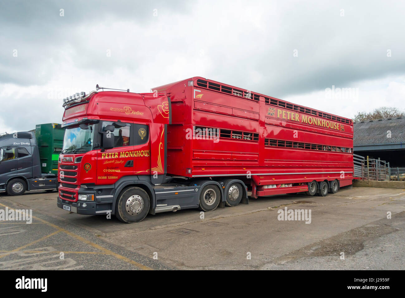 Loading Cattle Stock Photos & Loading Cattle Stock Images ...