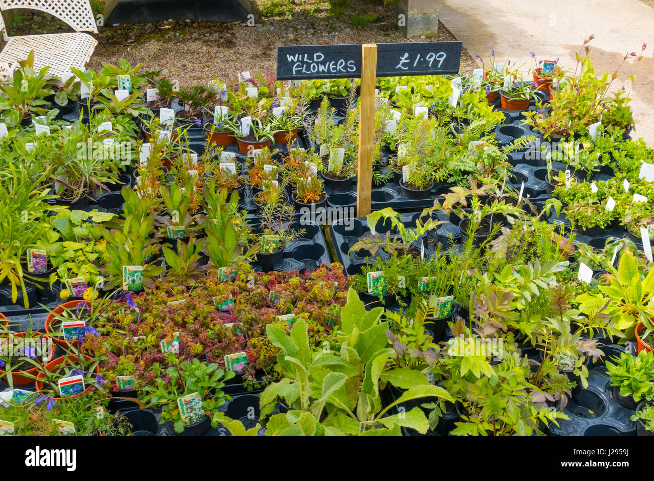 Bedding plant display planting hi-res stock photography and images - Alamy