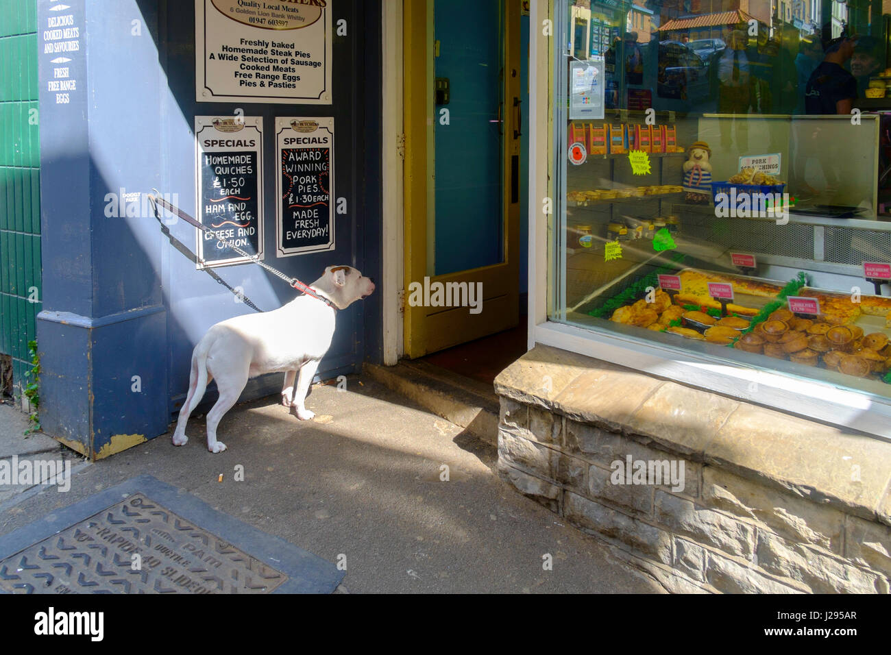 A white boxer dog tied up outside a butchers shop and looking expectantly through the open door Stock Photo