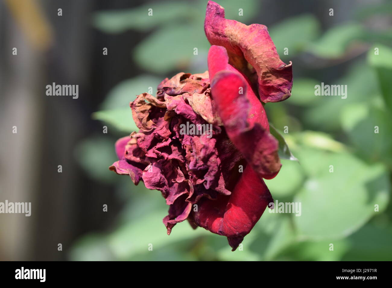 A dying rose. Stock Photo