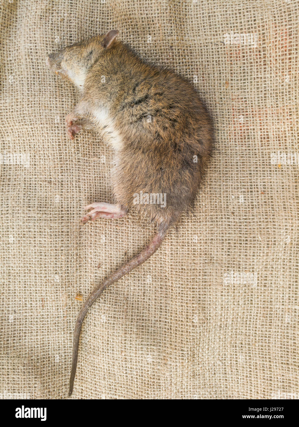 dead mouse Stock Photo