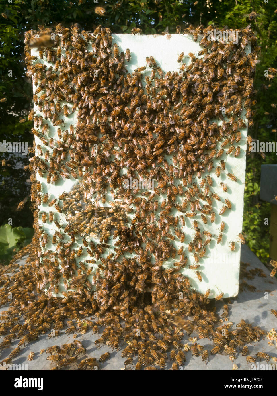 swarm of bees Stock Photo