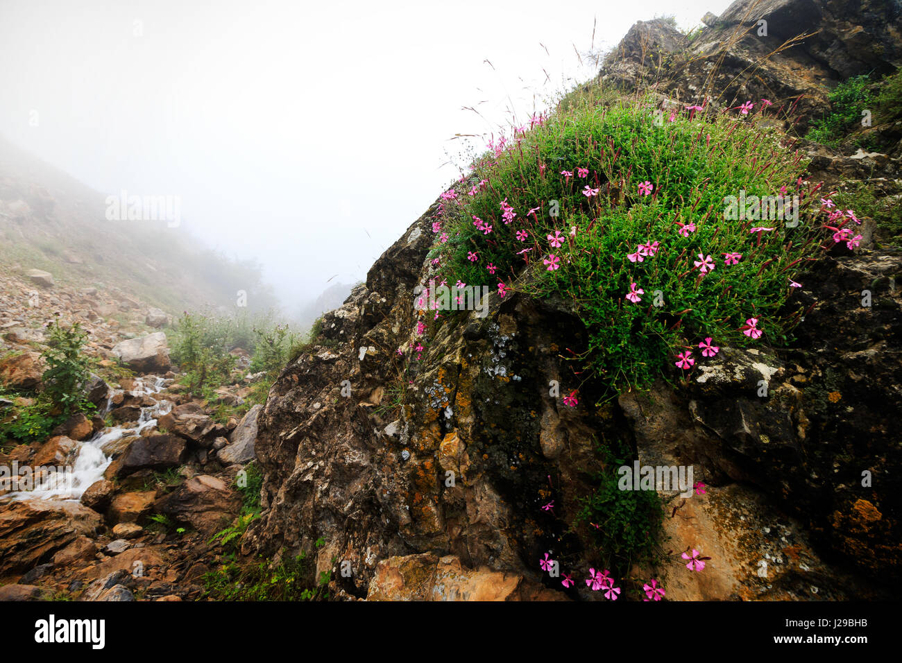 Flowers on a rock in a foggy day Stock Photo