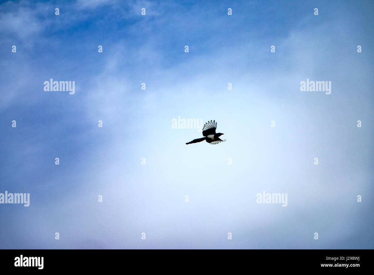 A shot of a magpie flying through sky Stock Photo
