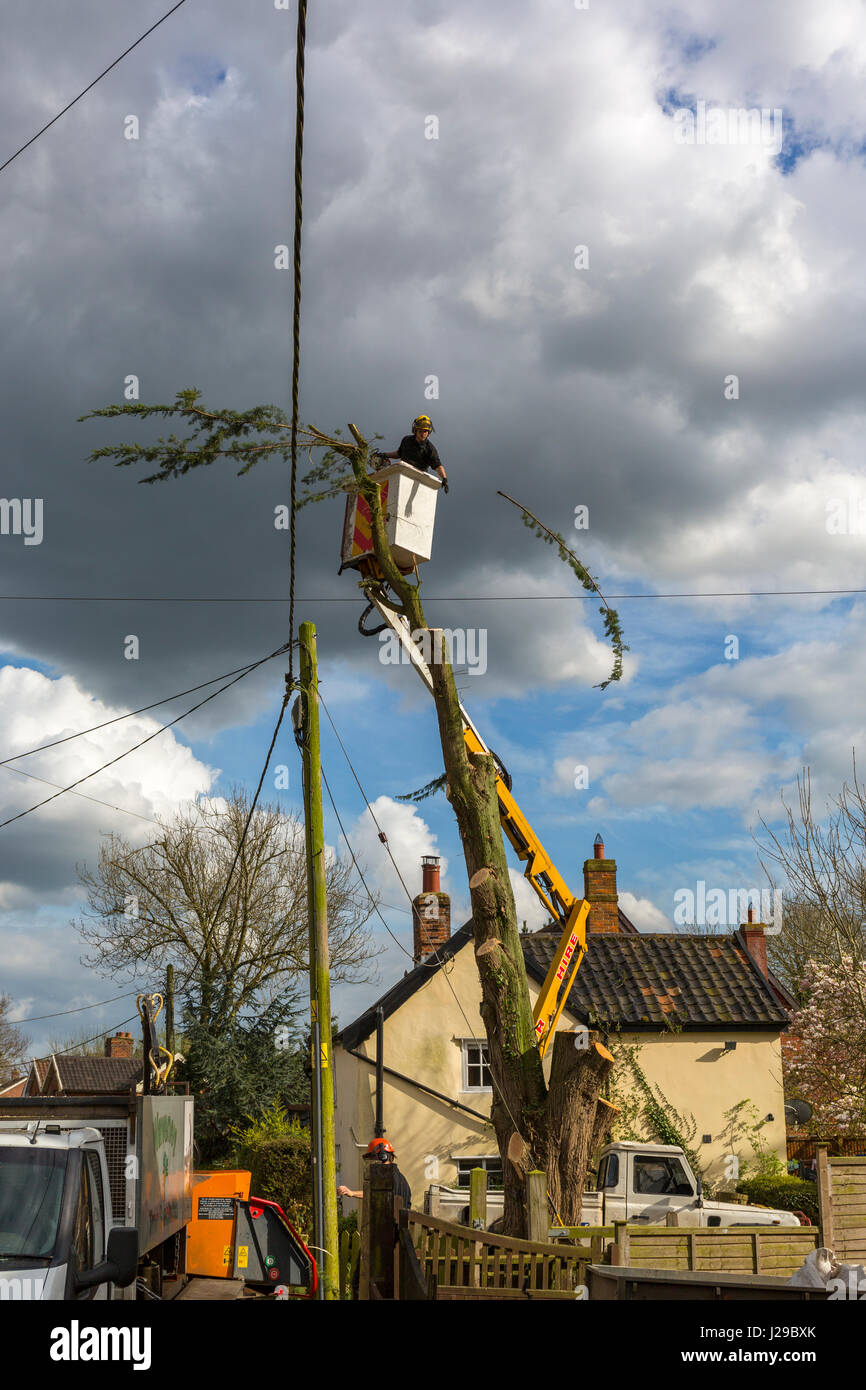 Tree surgeon in a cherry picker aerial platform removing a tree from the top down with a chain saw. Stock Photo
