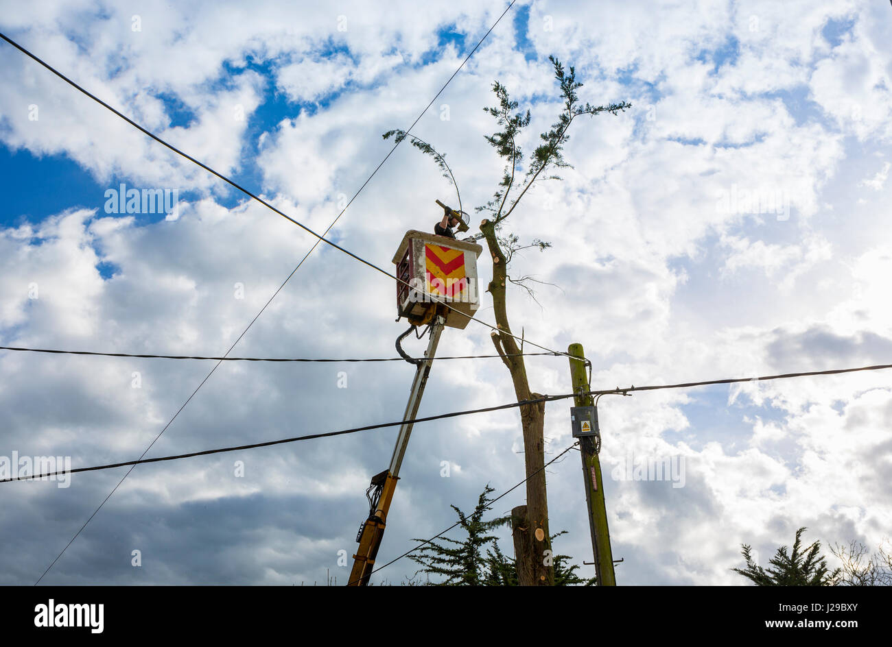A tree surgeon in a cherry picker aerial platform removing a tree from the top down using a chain saw. Stock Photo