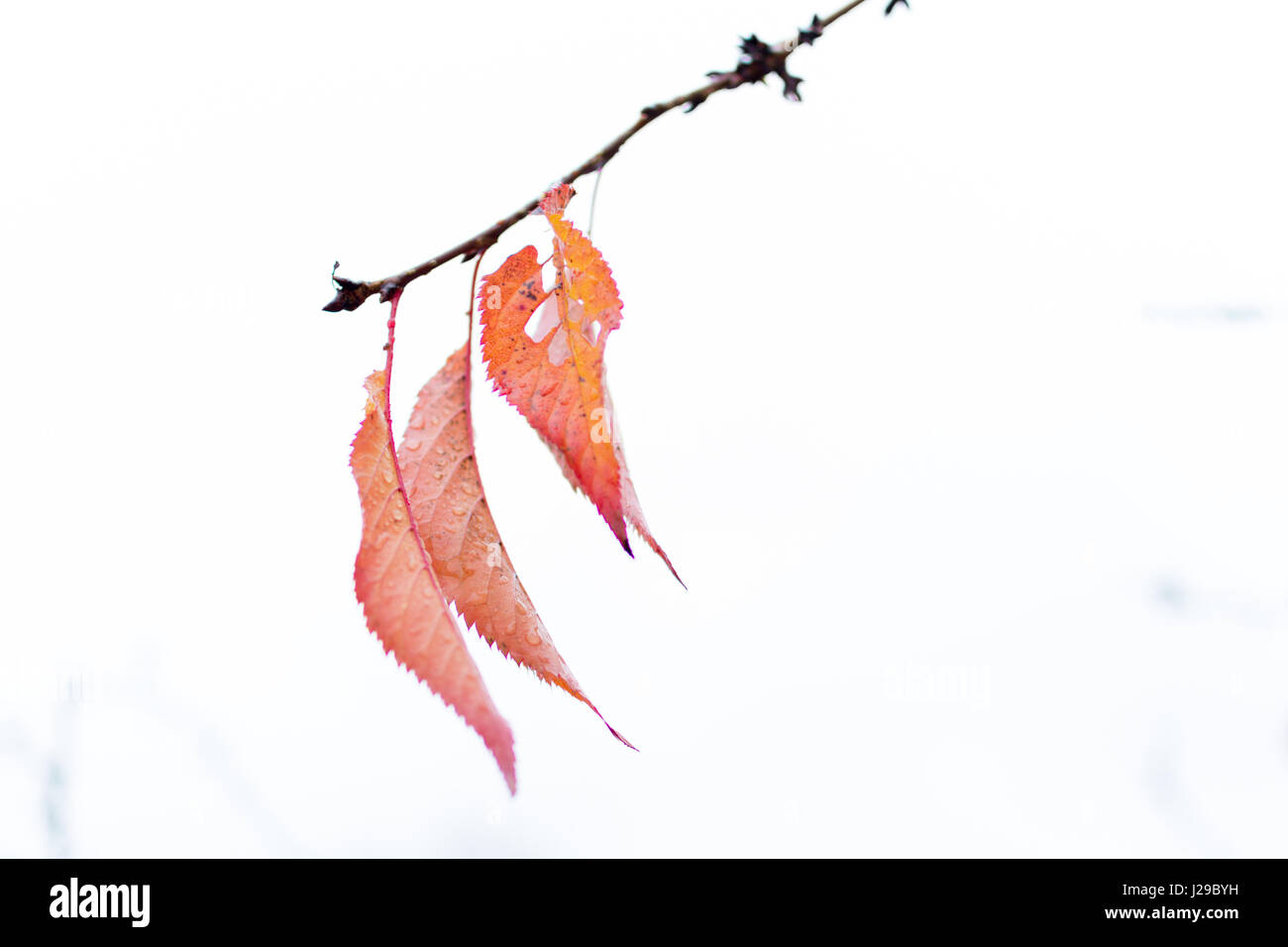Autumn leaves remaining on cherry brunch 4 Stock Photo