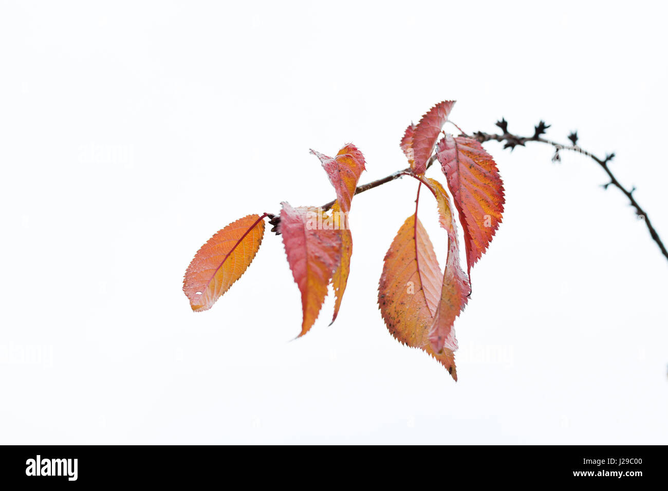 Autumn leaves remaining on cherry brunch 2 Stock Photo