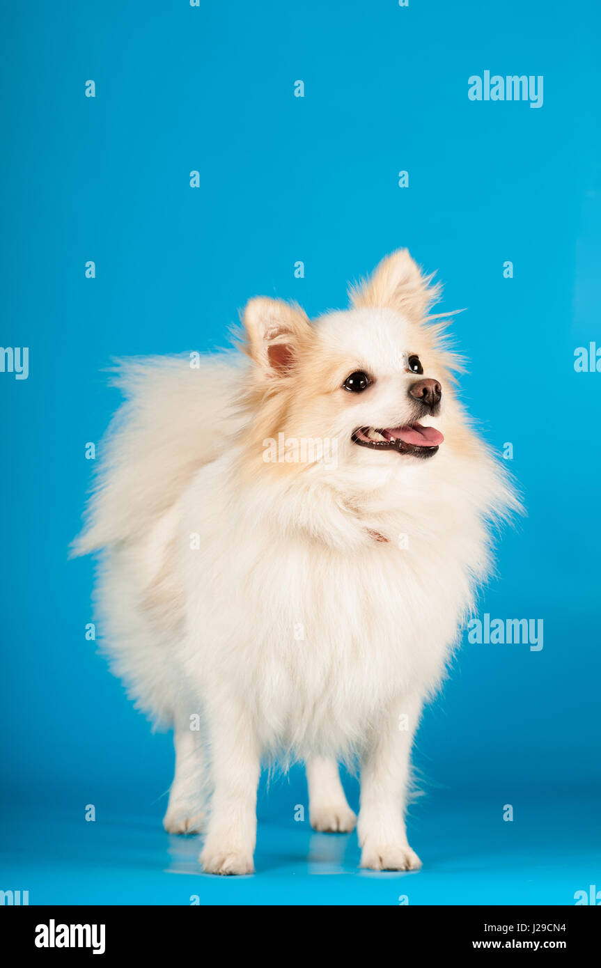 Small spitz hi-res stock photography and images - Alamy