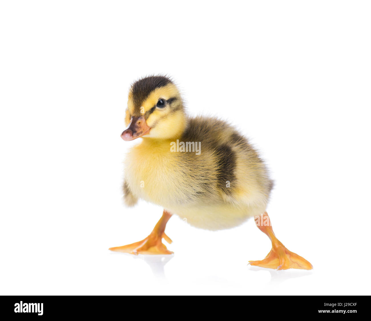 Cute little duckling Stock Photo