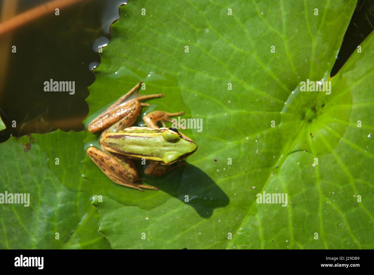 The Common Green Frog (Rana erythraea) on a lily pad in a pond in Langkawi, Malaysia. Also know as Green Paddy Frog. Stock Photo